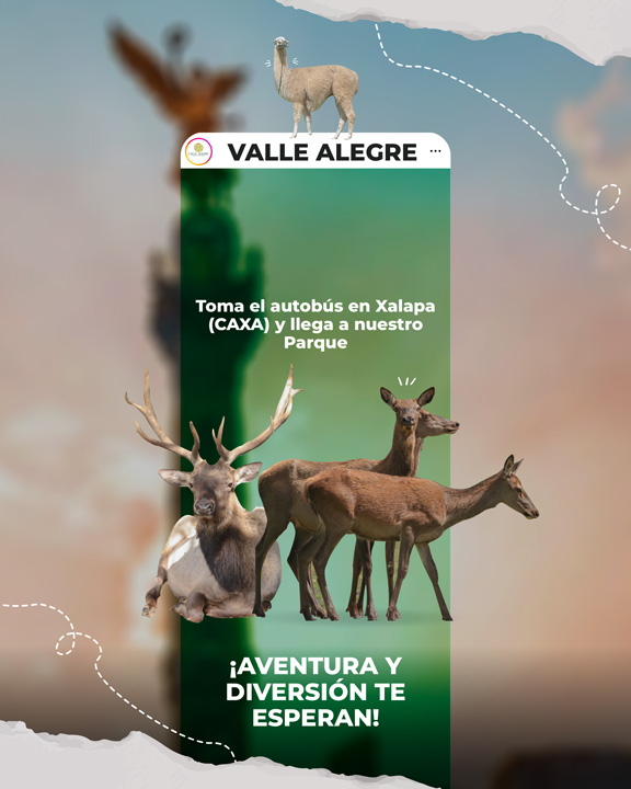 TRS-a-Valle-Alegre-4